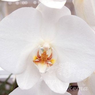 Орхидея поштучно