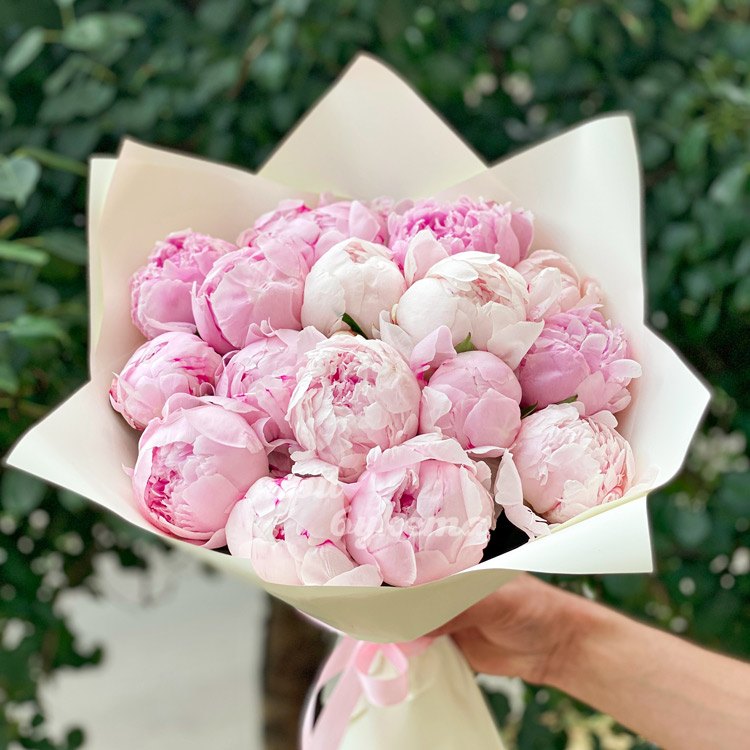 Светло-розовые пионы Premium 15 шт. (на фоне листьев)