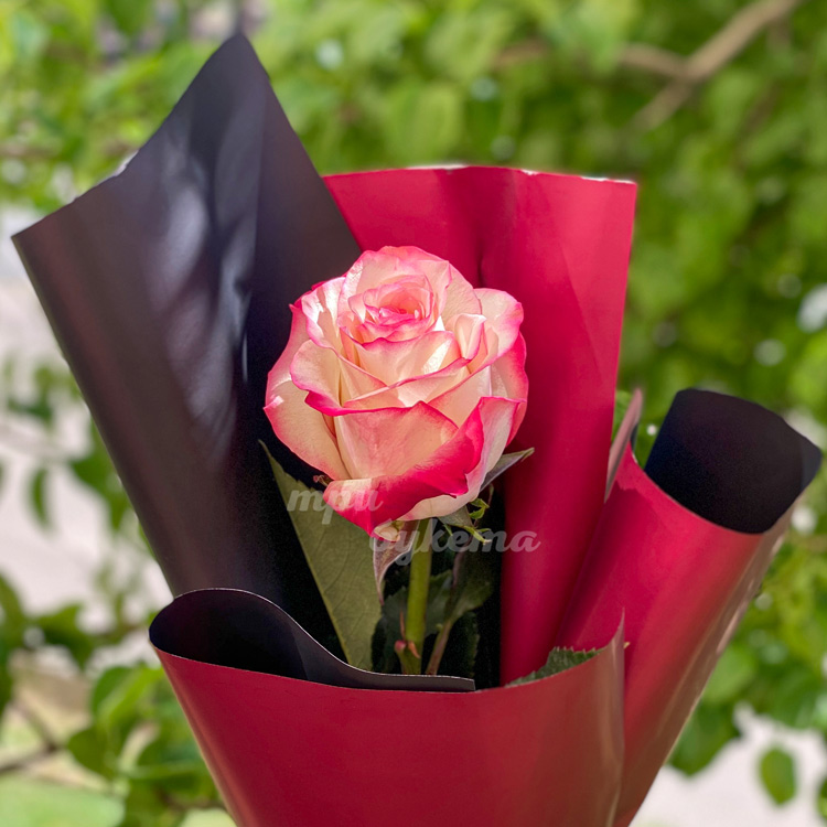 Мини-букет из розы Эквадор (крупный план)