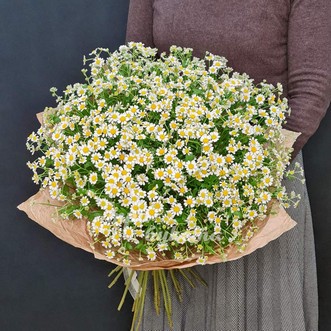 Букет из 33 ромашек Букет из 33 ромашек