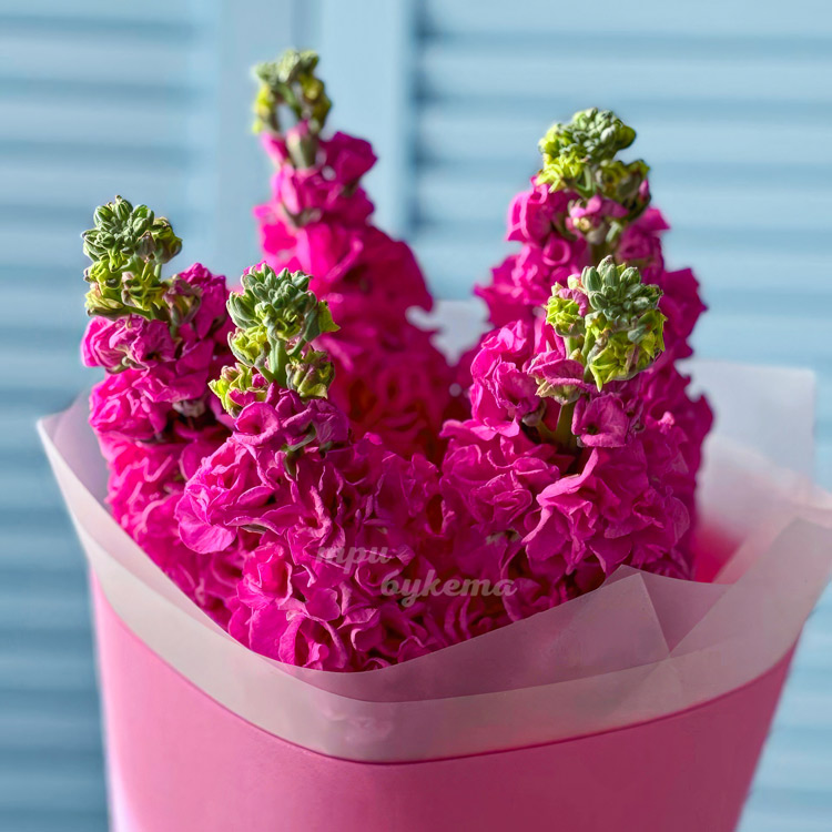 Яркий букет из 5 розовых маттиол (крупный план)